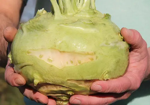 10 giant edible crops you can grow