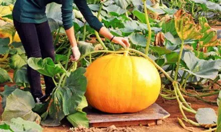 10 Giant Edible Crops You Can Grow