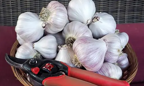 10 giant edible crops you can grow