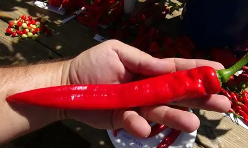 10 giant edible crops you can grow