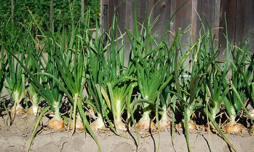 10 giant edible crops you can grow