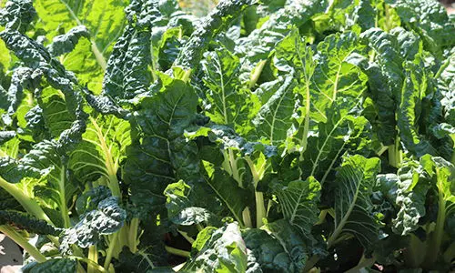 10 giant edible crops you can grow