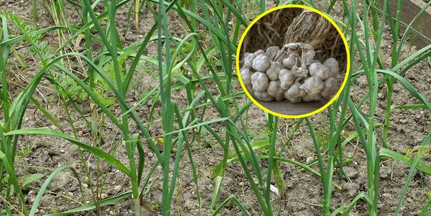 Never Buy Garlic Again!
