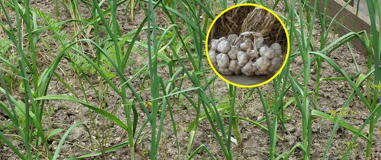 Never Buy Garlic Again!