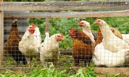 This Could Kill All Your Chickens!