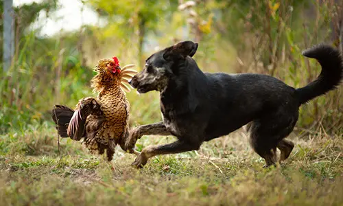 chicken losing feathers
