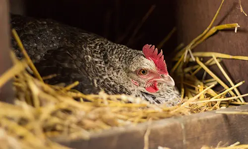 chicken losing feathers