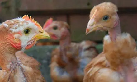 Why Are My Chickens Losing Feathers?