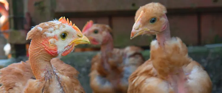 Why Are My Chickens Losing Feathers?