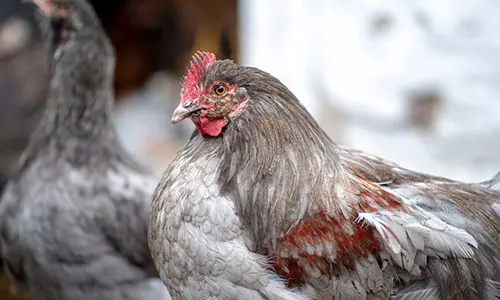 chicken losing feathers