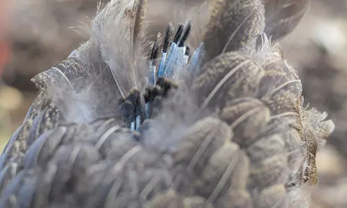 chicken losing feathers