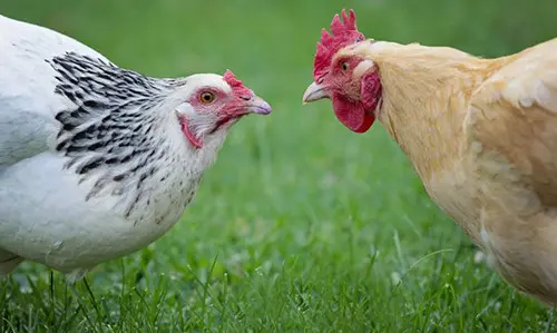 chicken losing feathers