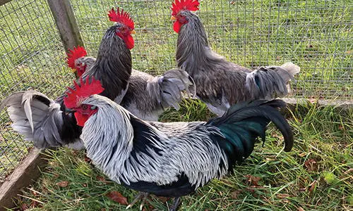 chicken losing feathers