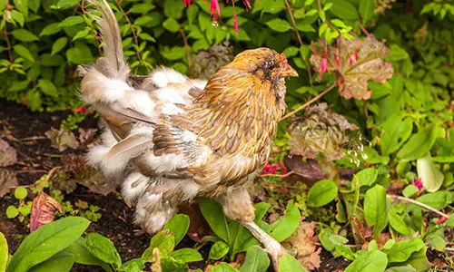chicken losing feathers