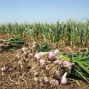 harvesting garlic
