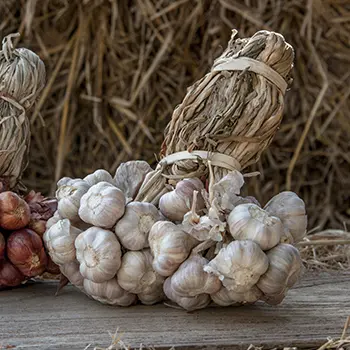 storing garlic