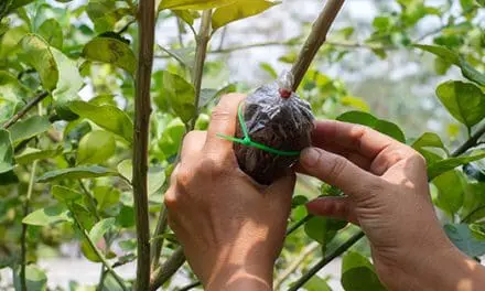 How To Graft Your Fruit Trees This Spring