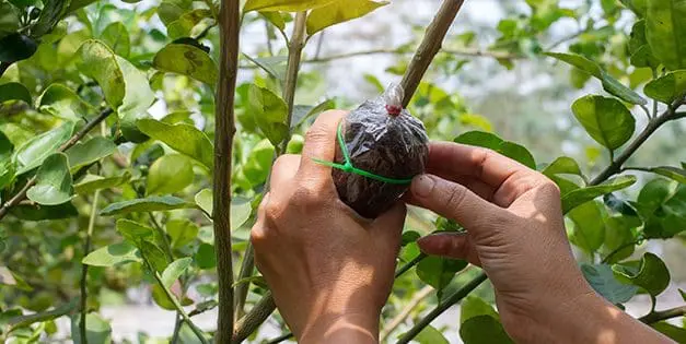 How To Graft Your Fruit Trees This Spring