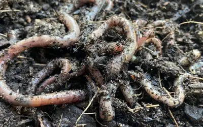 If You See This Jumping Worm In Your Garden, Kill It Immediately!