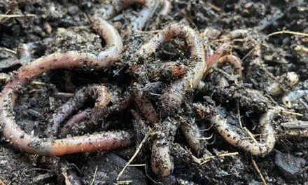 If You See This Jumping Worm In Your Garden, Kill It Immediately!