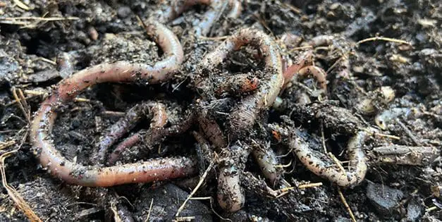 If You See This Jumping Worm In Your Garden, Kill It Immediately!