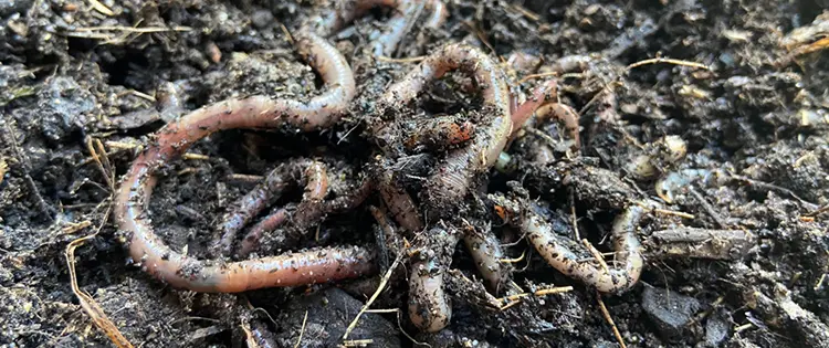 If You See This Jumping Worm In Your Garden, Kill It Immediately!