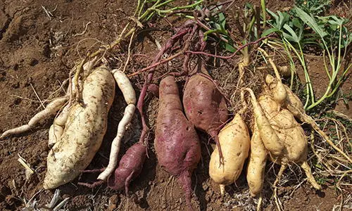 never starve with this