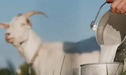 Should I Do This Again?