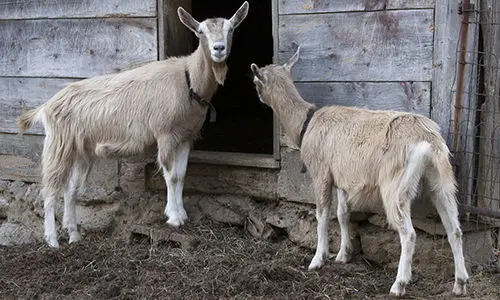 should I do this again