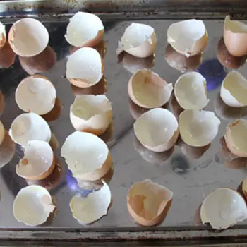 eggshells