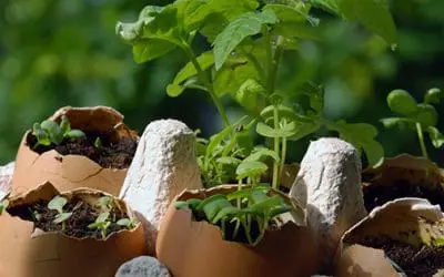 Tomatoes + Eggshells