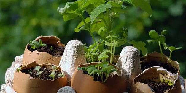 Tomatoes + Eggshells