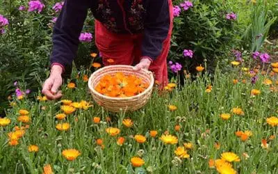 10 Best Medicinal Plants Every Homesteader Should Grow