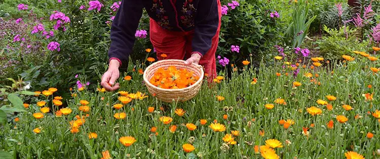 10 Best Medicinal Plants Every Homesteader Should Grow