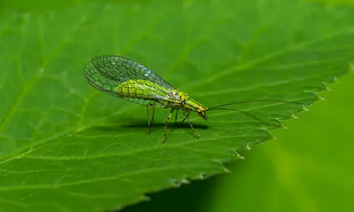 garden pest close up