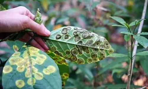 diseased plant leaves