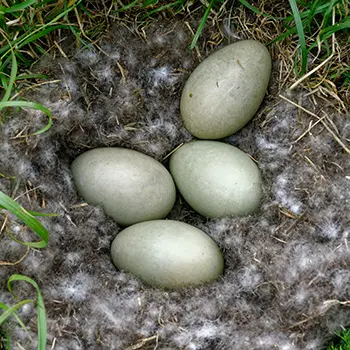 duck vs chicken eggs - for cooking