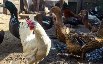 Duck Eggs Vs. Chicken Eggs