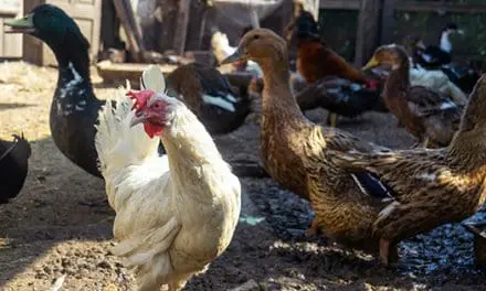 Duck Eggs Vs. Chicken Eggs