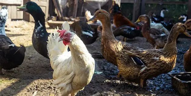 Duck Eggs Vs. Chicken Eggs