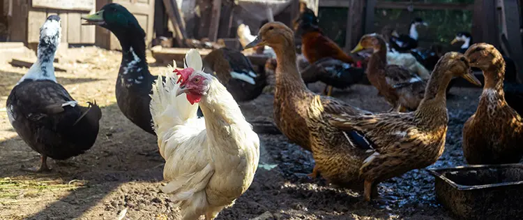 Duck Eggs Vs. Chicken Eggs