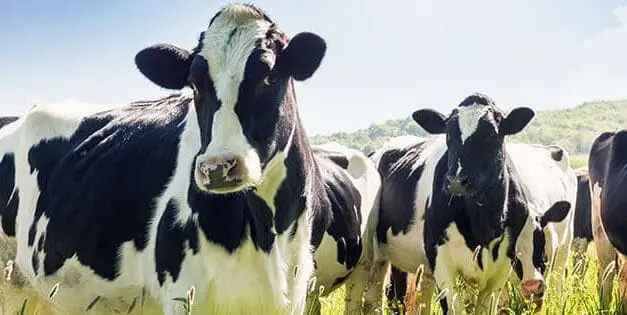 Cow