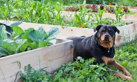 12 Dog-Friendly Plants To Have Around Your Property