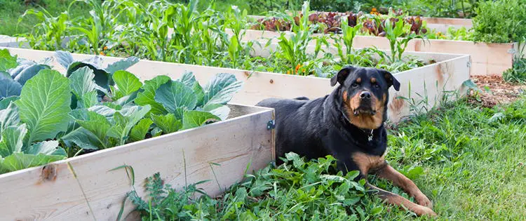 12 Dog-Friendly Plants To Have Around Your Property
