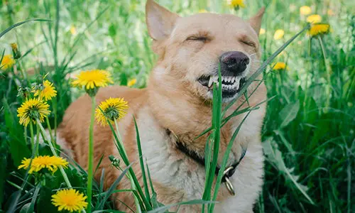 dog eating dandelion - Dog-Friendly Plants