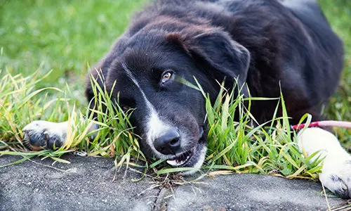 dog nibbling on grass