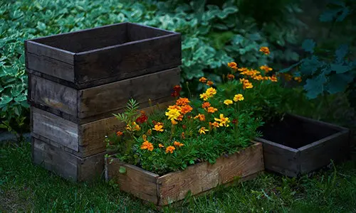 dog friendly plants - marigold