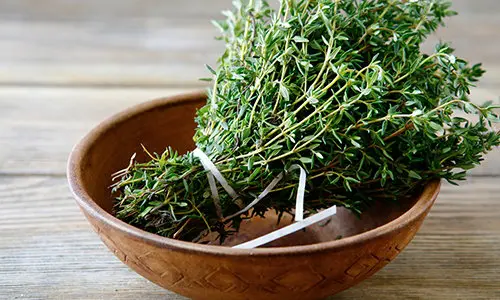 thyme - Dog-Friendly Plants