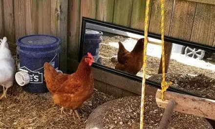 How To Entertain Your Chickens