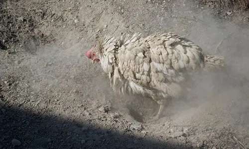 entertain chickens